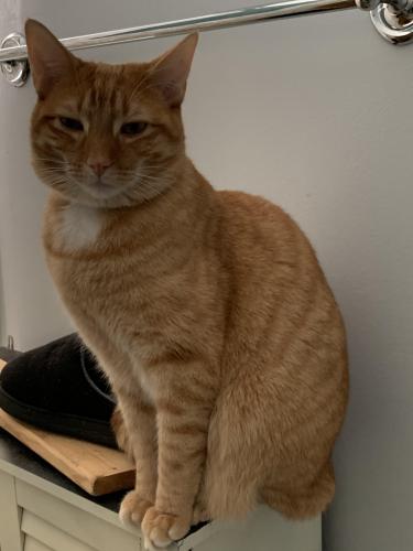 Lost Male Cat last seen Peace st, Stratford, CT 06615