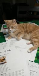 Lost Male Cat last seen Clackamas community college, Oregon City, OR 97045