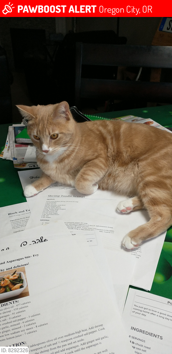 Lost Male Cat last seen Clackamas community college, Oregon City, OR 97045