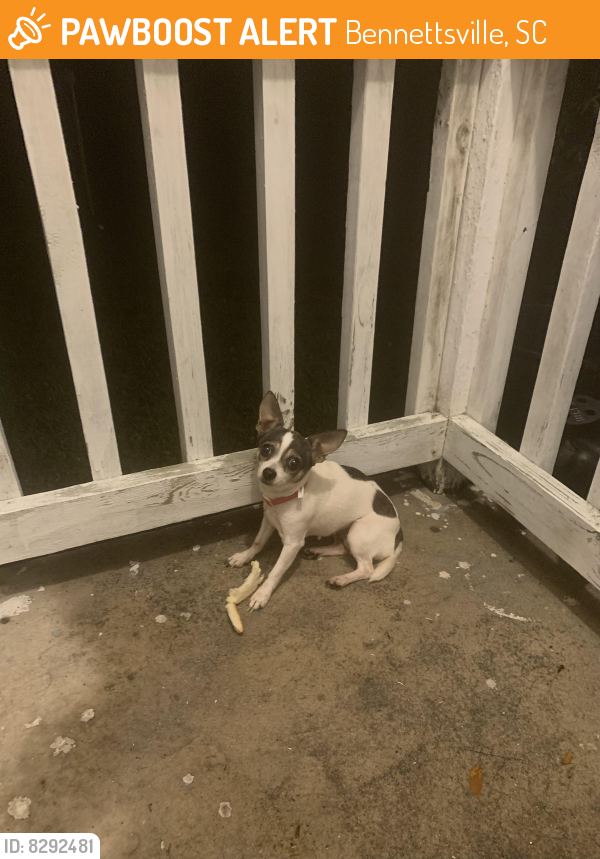 Rehomed Female Dog last seen Murchinson st, Bennetsville sc , Bennettsville, SC 29512