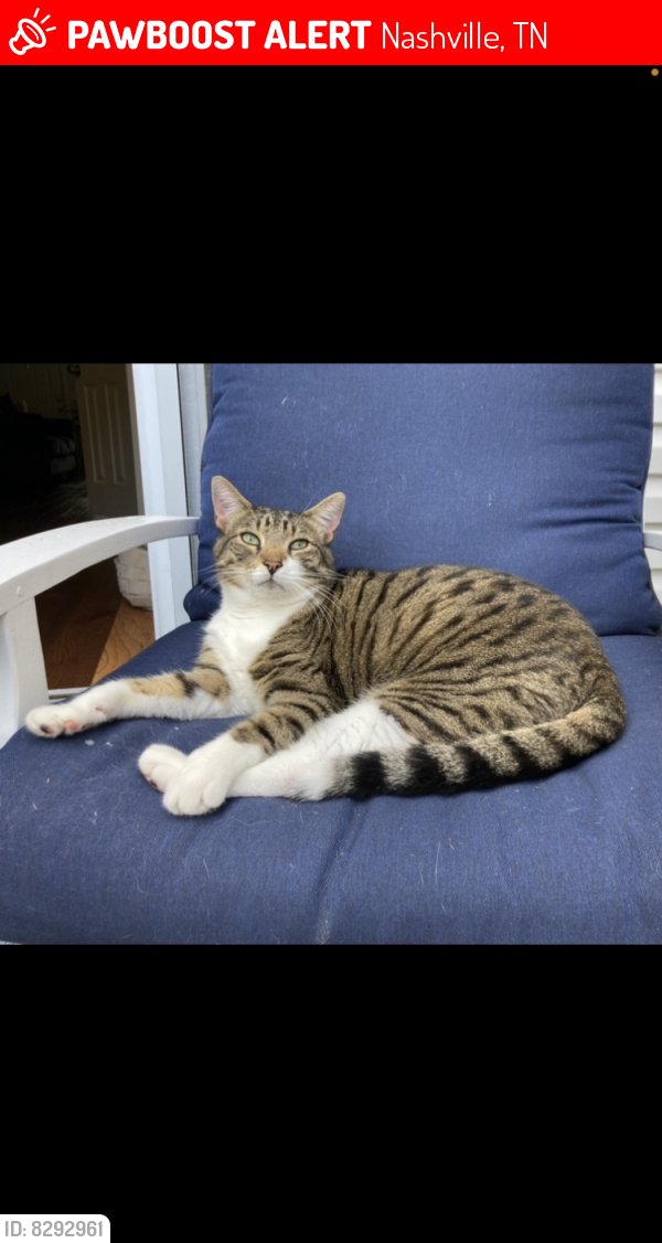 Lost Male Cat last seen Harpeth Springs Dr, Nashville, TN 37221