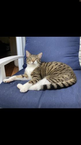 Lost Male Cat last seen Harpeth Springs Dr, Nashville, TN 37221