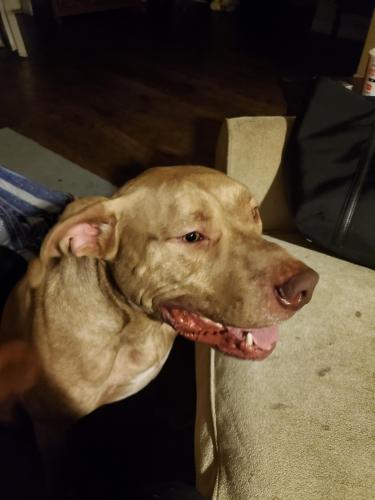 Found/Stray Male Dog last seen Silver hill rd, Hillcrest Heights, MD 20748