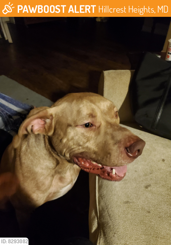 Found/Stray Male Dog last seen Silver hill rd, Hillcrest Heights, MD 20748