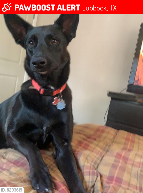 Lost Female Dog in Lubbock, TX 79413 Named Raven (ID 8293619) PawBoost