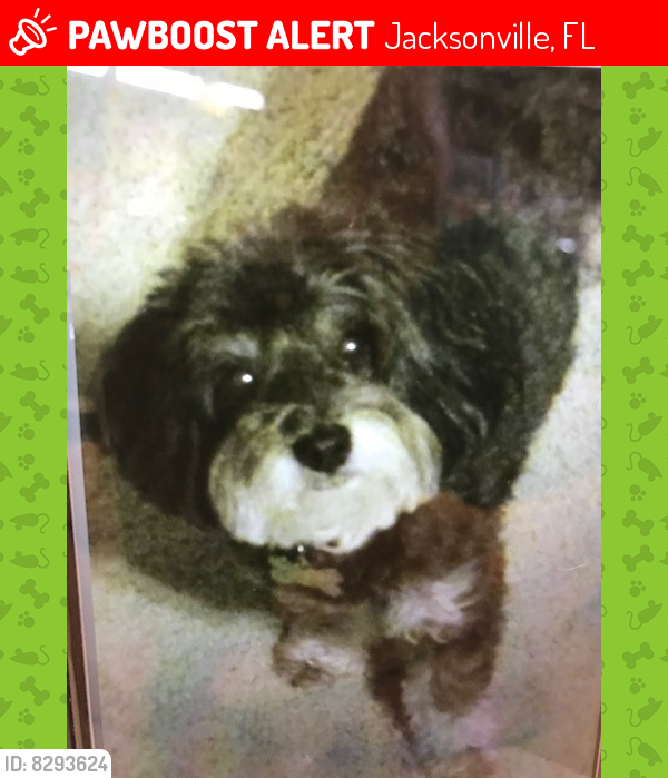 Lost Female Dog in Jacksonville, FL 32224 Named Millie (ID 8293624
