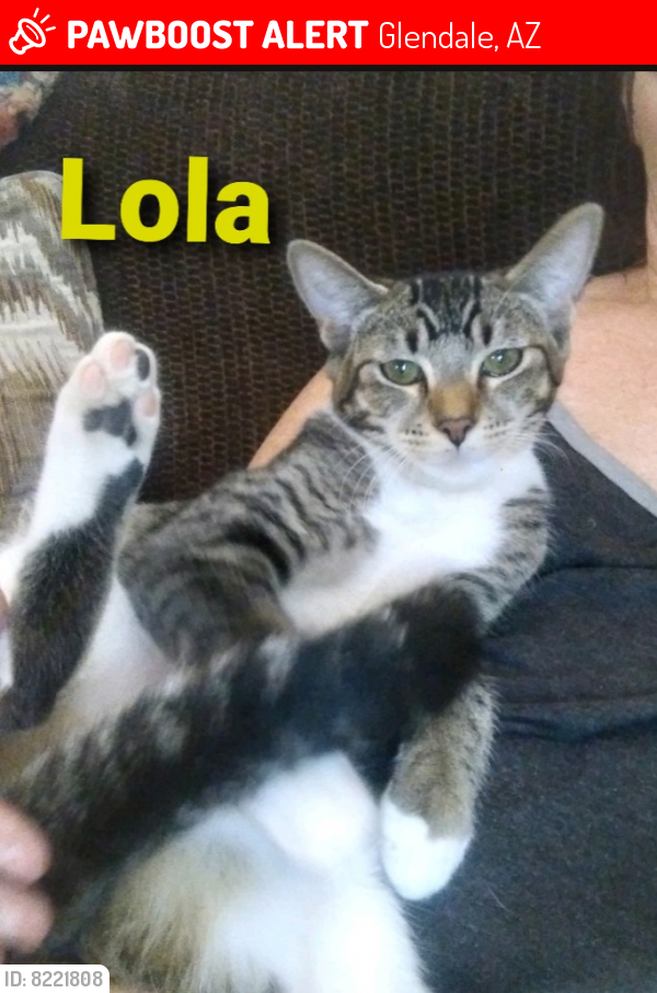 Lost Female Cat last seen 67th ave and Deer Valley, Glendale, AZ 85310