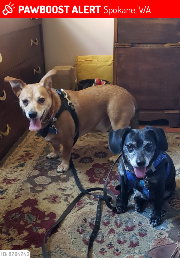 Lost Male Dog last seen Marshall Creek, Spokane, WA 99224