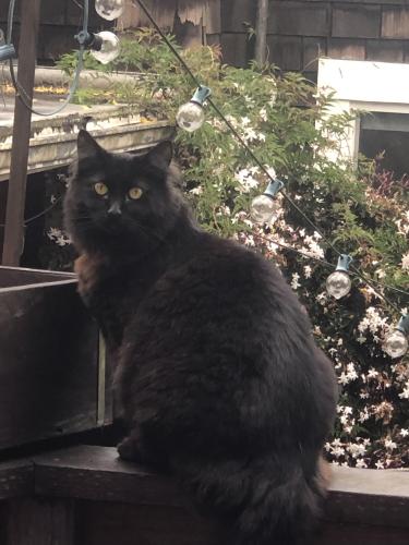 Lost Female Cat last seen Francisco and Milvia streets , Berkeley, CA 94709