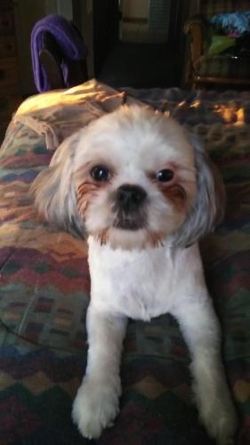 Lost Female Dog last seen Plymouth springmill, Shelby, OH 44875