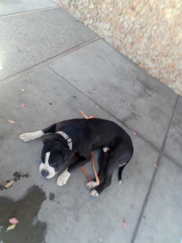 Lost Male Dog last seen 25th Ave & ulloa st San Francisco, San Francisco, CA 94122