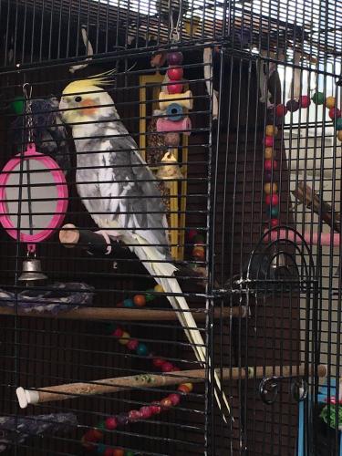 Lost Male Bird last seen Turnerville Rd, Country Club, Pine Hill, NJ 08021