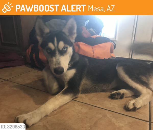 Found/Stray Female Dog last seen N standage and w Bentley , Mesa, AZ 85201