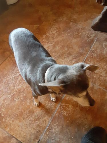 Lost Female Dog last seen Drexel-cardinal, Tucson, AZ 85746