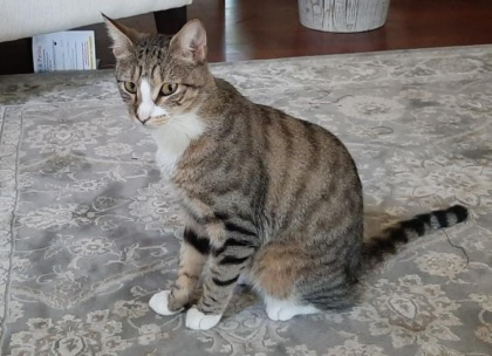 Shelter Stray Male Cat last seen Lorton, VA 22079, Fairfax, VA 22032