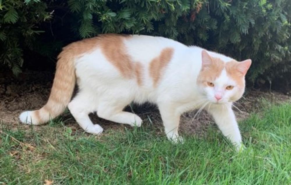 Shelter Stray Unknown Cat last seen Annandale, VA , Fairfax, VA 22032