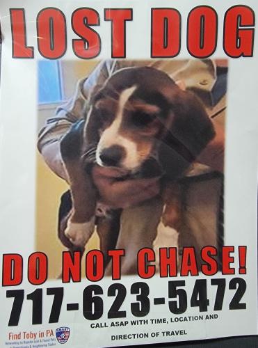 Lost Male Dog last seen Railroad Ave., Shiremanstown, PA 17011