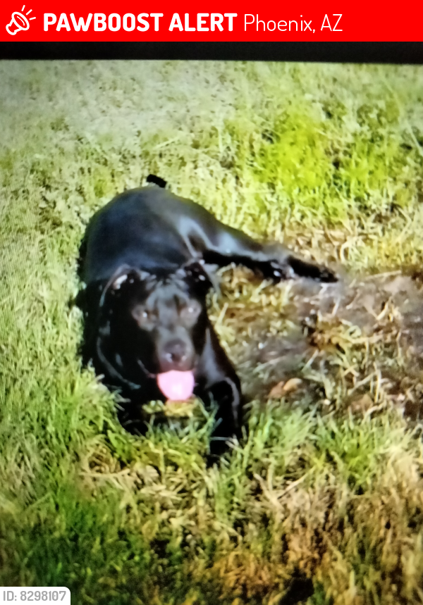 Lost Male Dog last seen 2910w Granada rd, Phoenix, AZ 85009