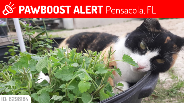 Lost Female Cat last seen Near hidden springs circle , Pensacola, FL 32526