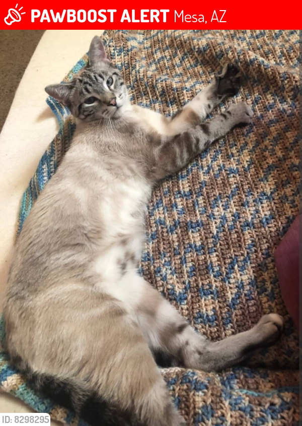 Lost Male Cat last seen Near Kleinman Park , Mesa, AZ 85210