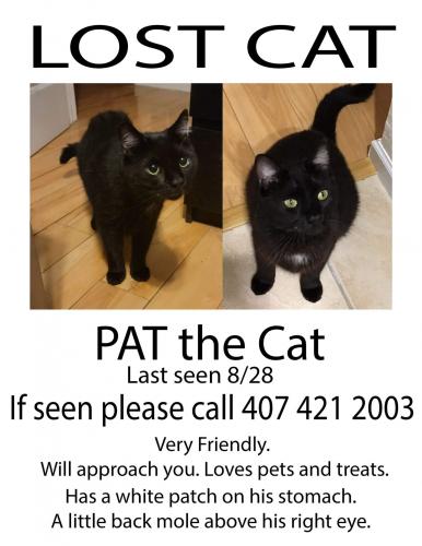 Lost Male Cat last seen Red Bug and Dodd, Casselberry, FL 32750