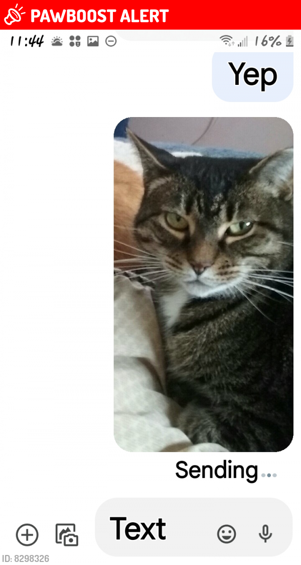 Lost Female Cat last seen Olympia Street/Hallock Ave./Dewey Street/Grand Ave., Port Jefferson Station, NY 11776