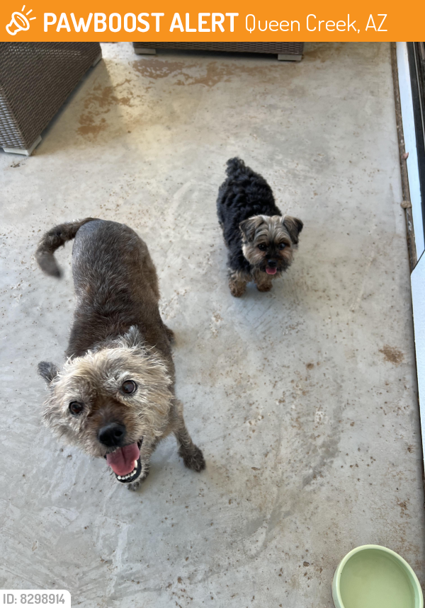 Found/Stray Unknown Dog last seen Crismon and Cloud, Queen Creek, AZ 85142