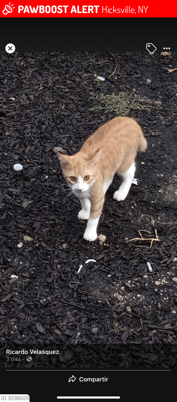 Lost Male Cat last seen Near park avenue Hickville , Hicksville, NY 11801