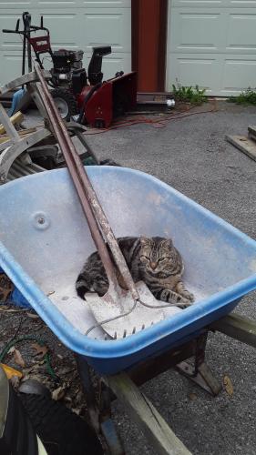 Lost Male Cat last seen Posey hollow and luttrell rd, Morgan County, WV 25411