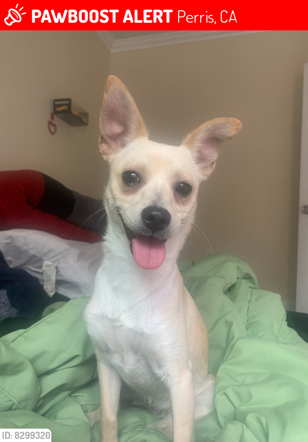 Lost Female Dog in Perris, CA 92571 Named Luna (ID 8299320) PawBoost