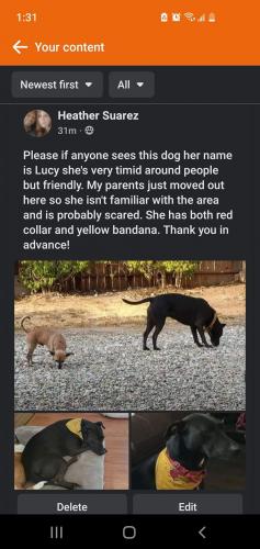 Lost Female Dog last seen 3rd Avenue N, Texas City, TX 77590