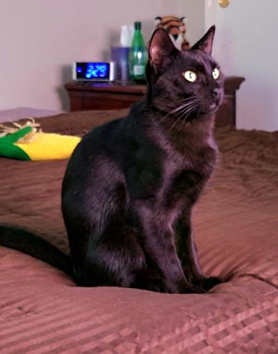 Lost Male Cat last seen Oleta Ct and Citrus , San Bernardino, CA 92346