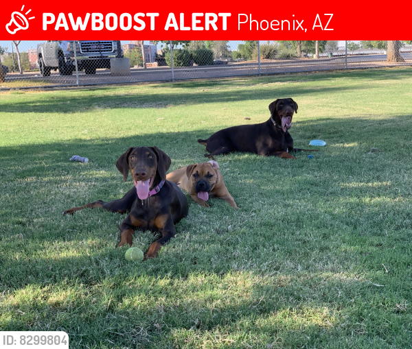 Lost Female Dog in Phoenix, AZ 85017 Named Diésel & Nova (ID 8299804