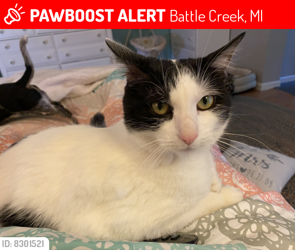 Battle Creek, MI Lost Female Cat, Oreo Is Missing | PawBoost