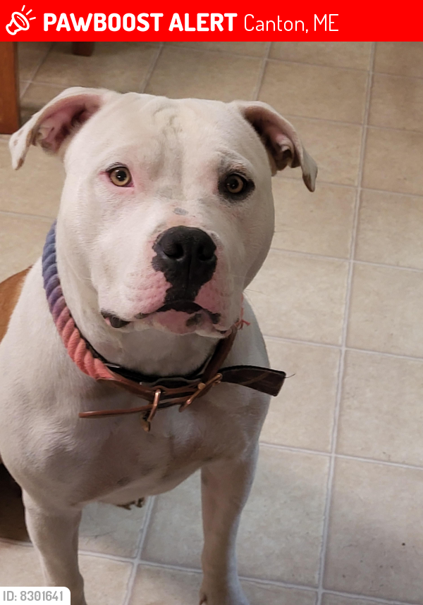 Canton, ME Lost Female Dog, Nova Is Missing PawBoost