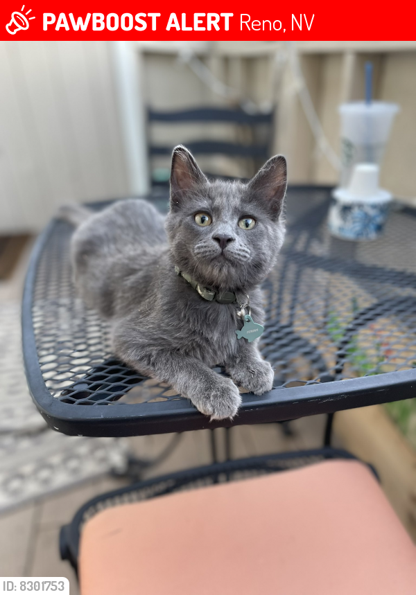 Lost Male Cat in Reno, NV 89512 Named Fergus (ID 8301753) PawBoost