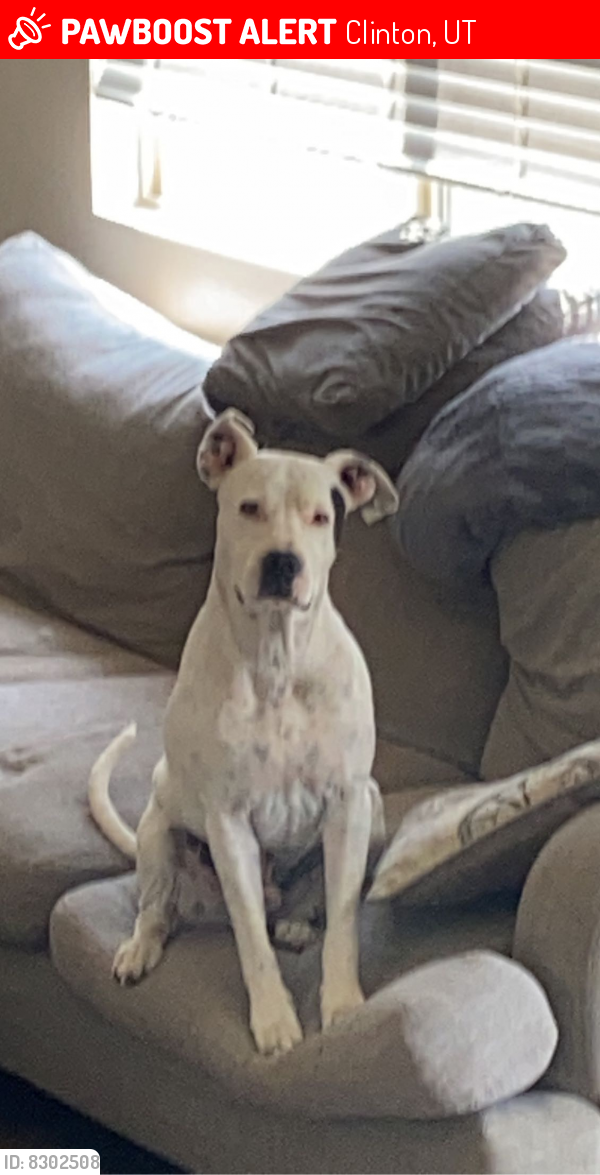 Lost Male Dog in Clinton, UT 84015 Named Jett (ID 8302508) PawBoost