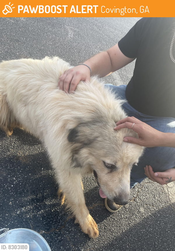 Found/Stray Male Dog last seen Near US-278 E Covington, GA  30014 United States, Covington, GA 30014