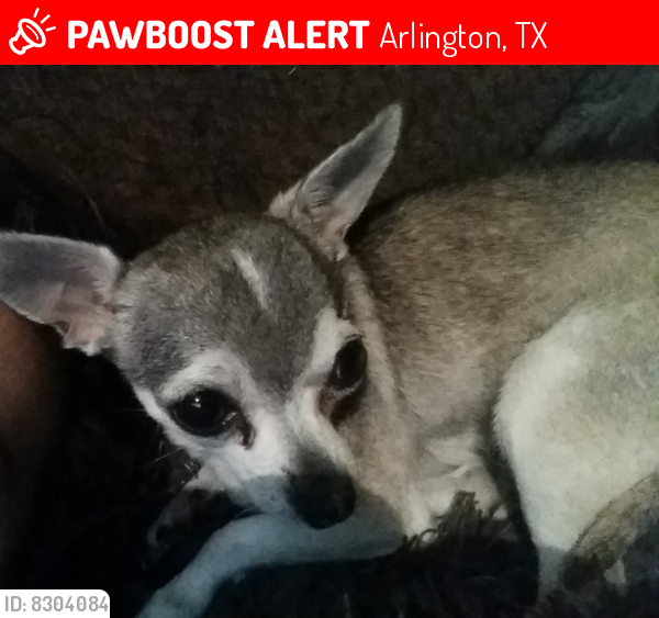 Lost Female Dog last seen Cooper/ Lovers ln, Arlington, TX 76013