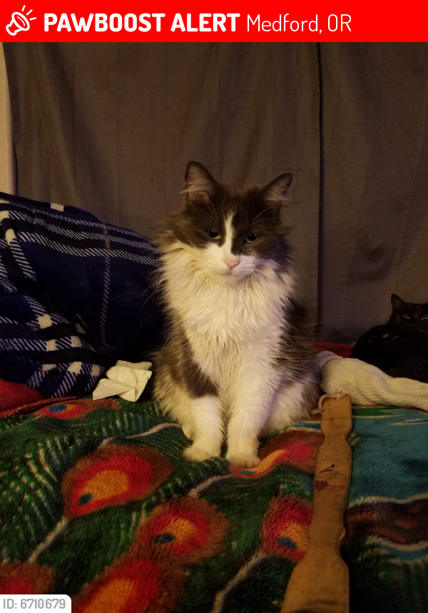 Lost Female Cat in Medford, OR 97501 Named Princess (ID 6710679