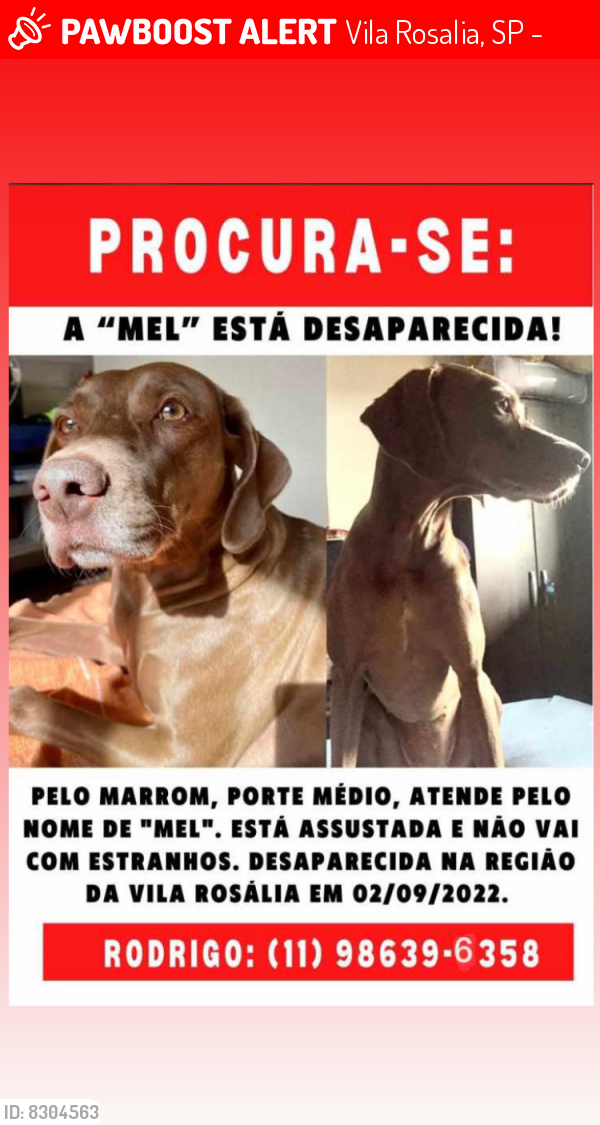 Lost Female Dog last seen Rua conego Ezequias , Vila Rosalia, SP 07072-131