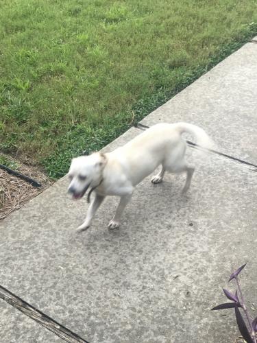 Found/Stray Female Dog last seen Old Clyattville Rd. And Savannah Ave. , Valdosta, GA 31601