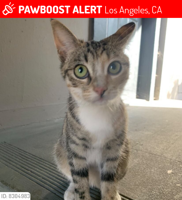 Los Angeles, CA Lost Female Cat, Miko Is Missing | PawBoost