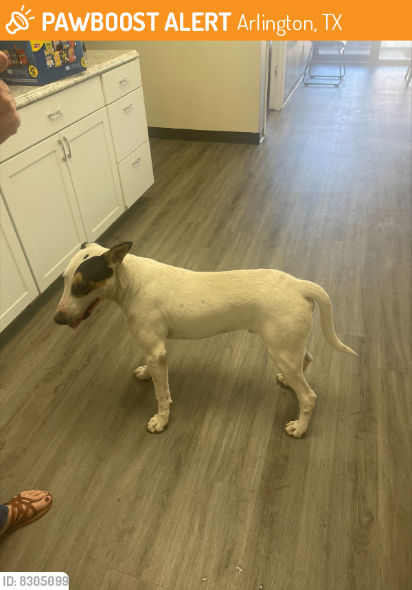 Rehomed Male Dog last seen Ave J and 360, Arlington, TX 76006