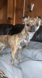 Reunited Female Dog last seen John St SE, Albuquerque, NM 87102, USA, Albuquerque, NM 87102
