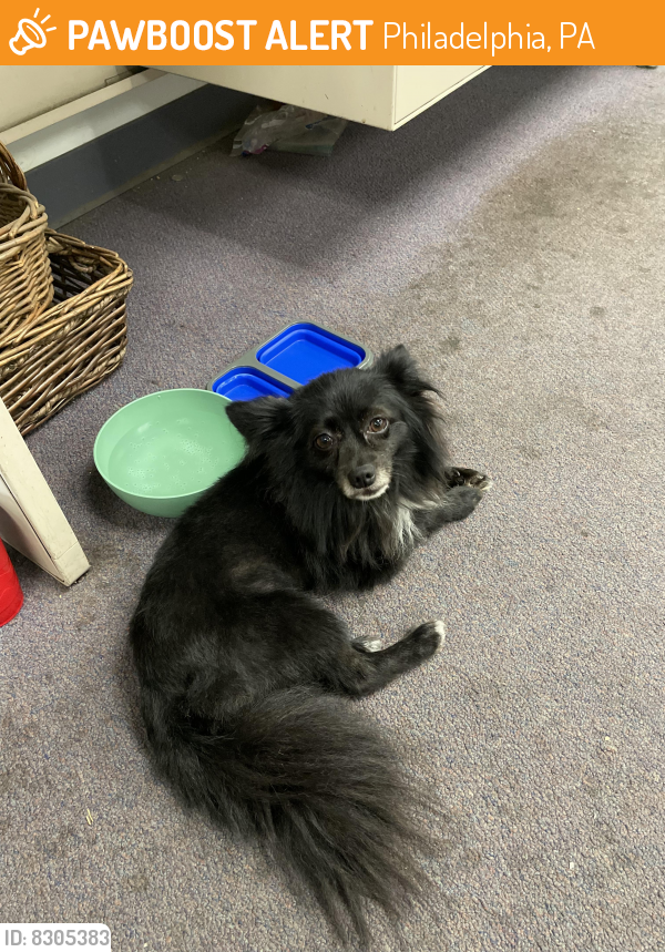 Rehomed Male Dog in Philadelphia, PA 19119 (ID 8305383) PawBoost