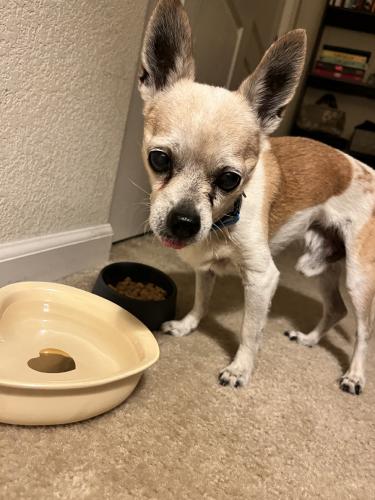 Found/Stray Male Dog last seen Great Valley Parkway, Mountain House, CA 94514