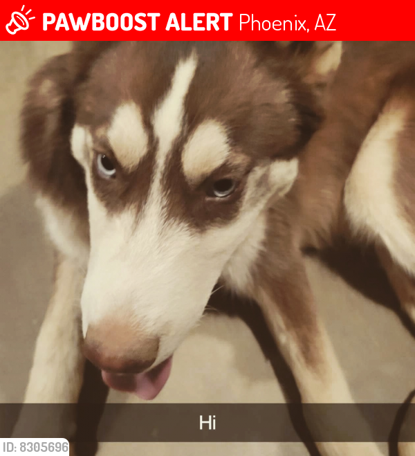 Lost Male Dog last seen Ave, Phoenix, AZ 85035