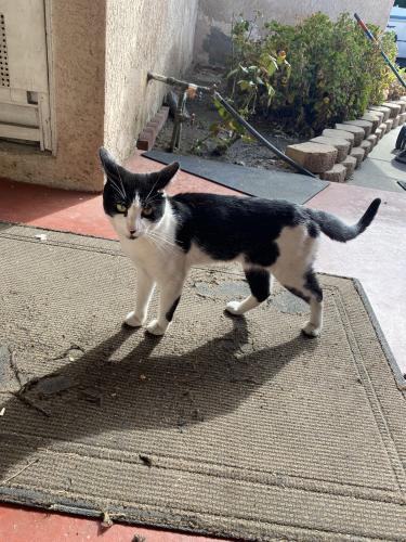Found/Stray Male Cat last seen Mountain and I, Ontario, CA 91762