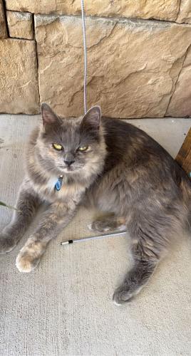 Lost Female Cat last seen 126th St N and May Ave, May Township, MN 55082